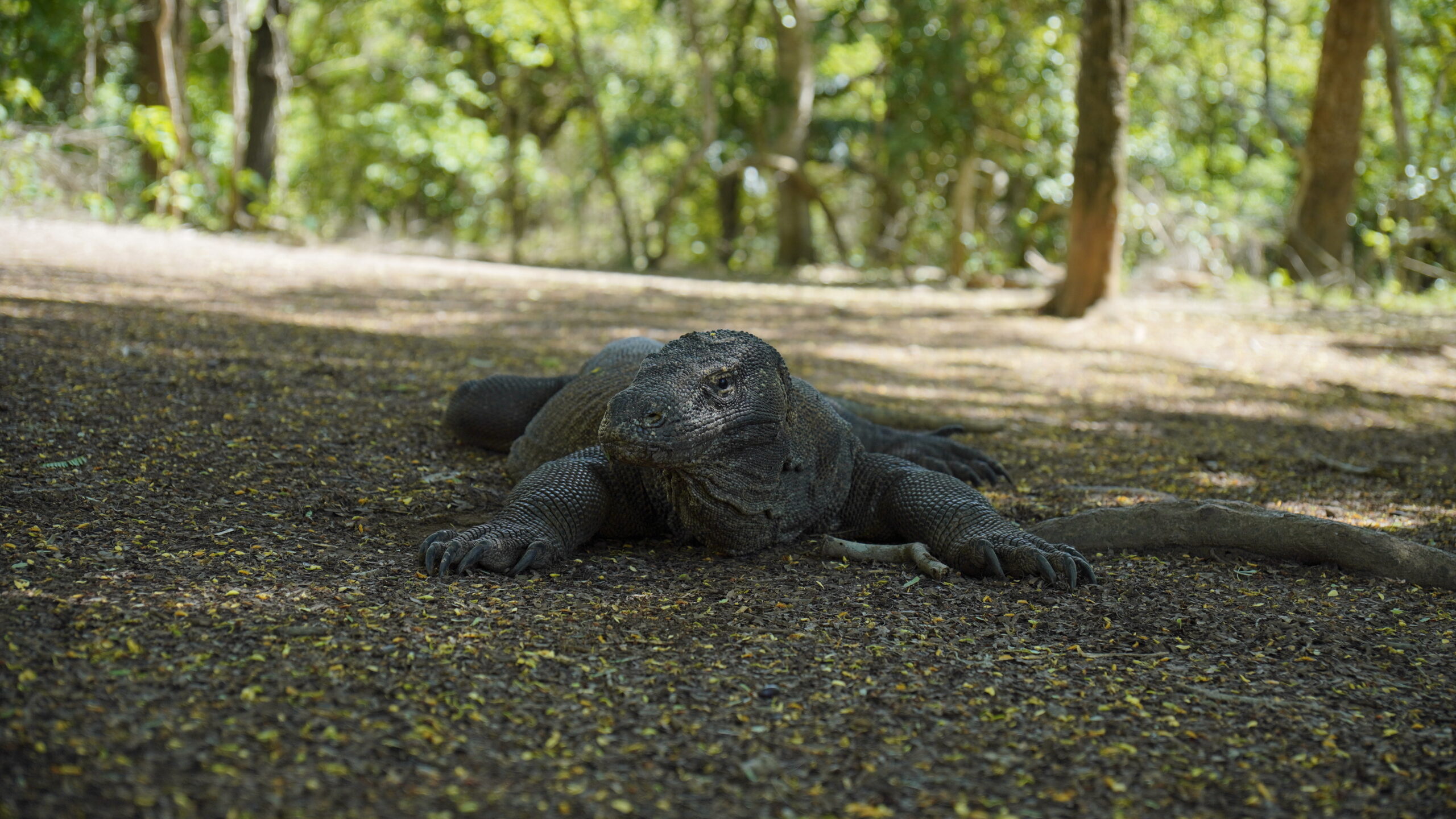 Komodo island- Top destination tour package Labuan Bajo